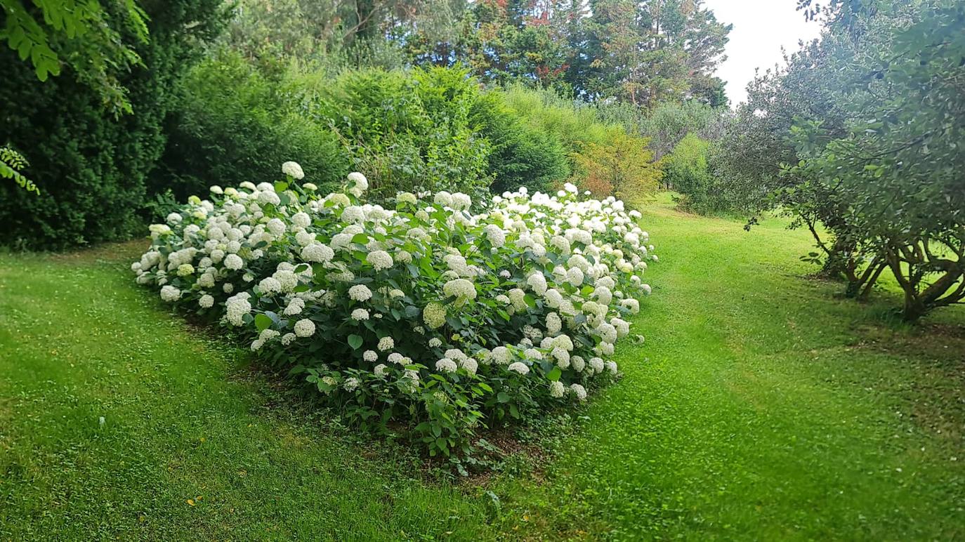 Macizo de hortensias blancas.