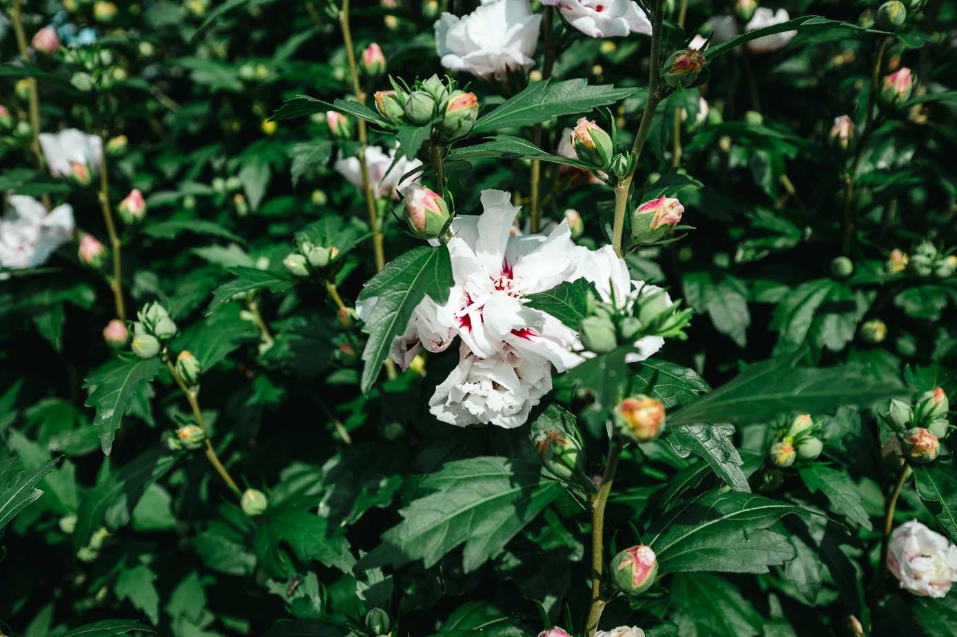 Hibiscus en capullo y otras en flor. 