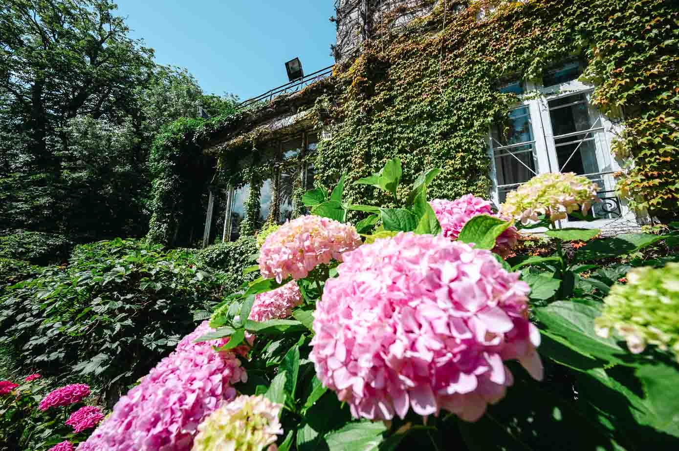 Los macizos de hortensias rodean la casa.