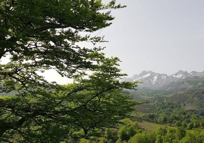 Los tonos verdes y las altas cumbres de Picos de Europa dominan la visión en los caminos que sigue esta primera etapa de la Reconquista.