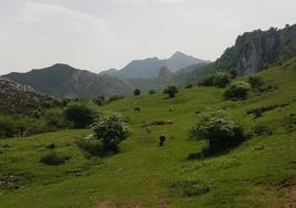 Paisajes y ganado que los senderistas se encuentran a lo largo del primer tramo de la Ruta de la Reconquista.