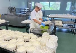 El trabajo del día en la quesería, tras hacer el queso llega el momento de llenar los moldes con la cuajada.