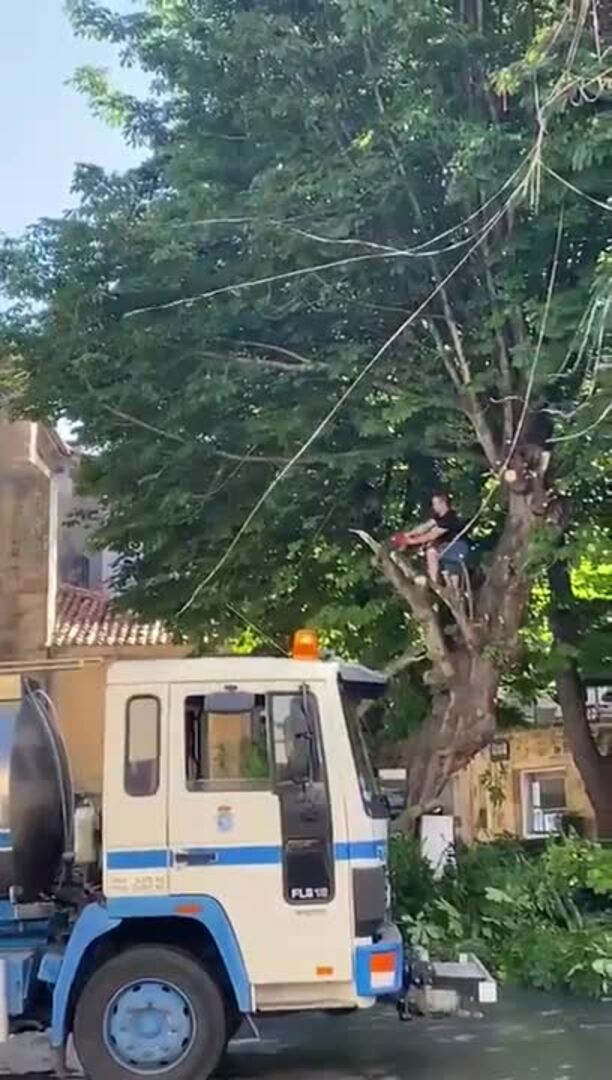 Mutilan un árbol centenario en Comillas