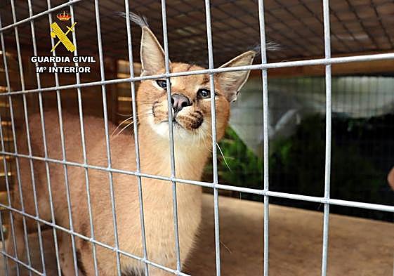 Uno de los dos caracales, parecidos al lince, que se han intervenido en Cantabria.