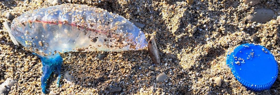 Imagen - Pequeña carabela fotografiada el pasado febrero en Gijón.