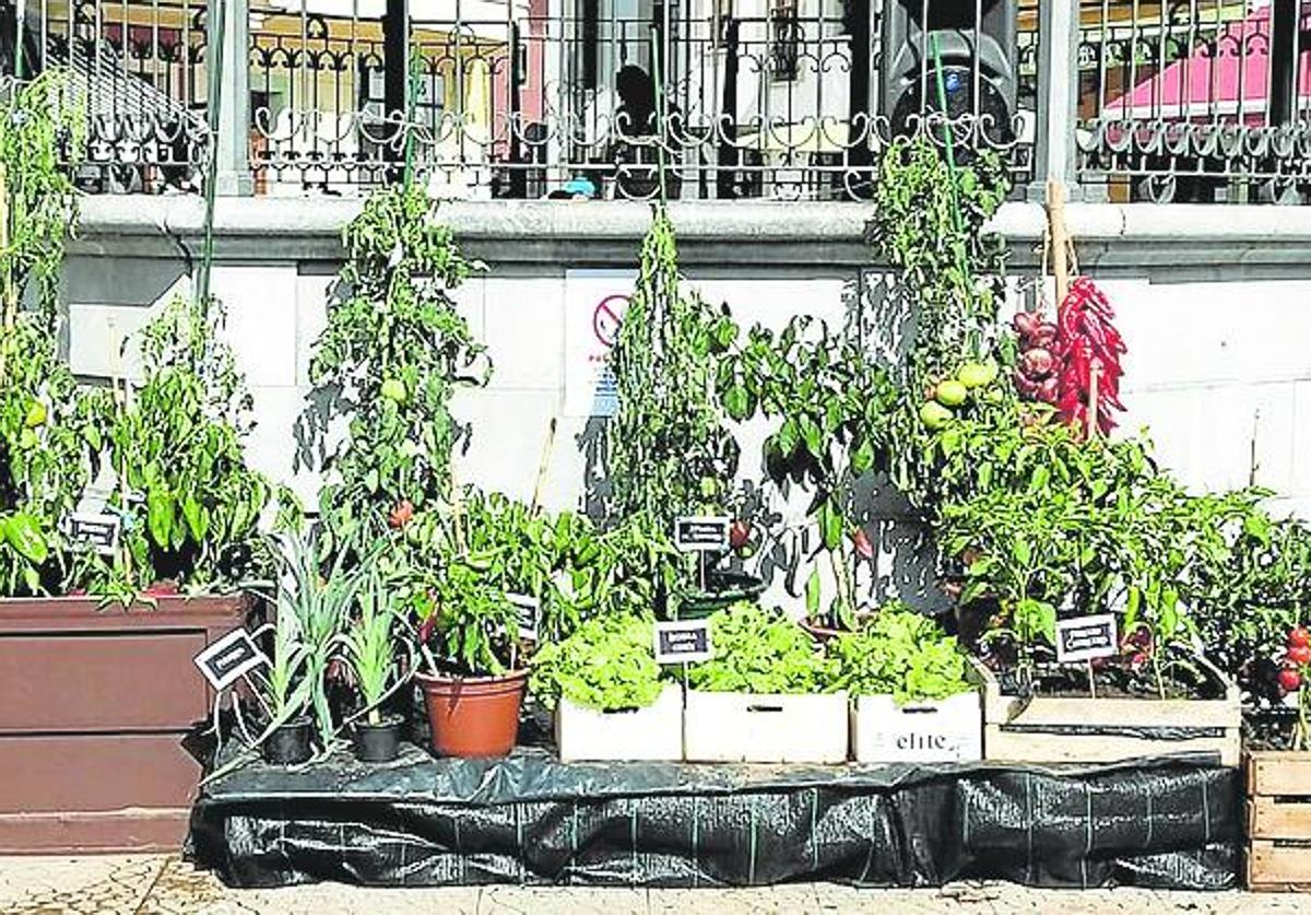 Muestra de pimientos y tomates de Ampuero.