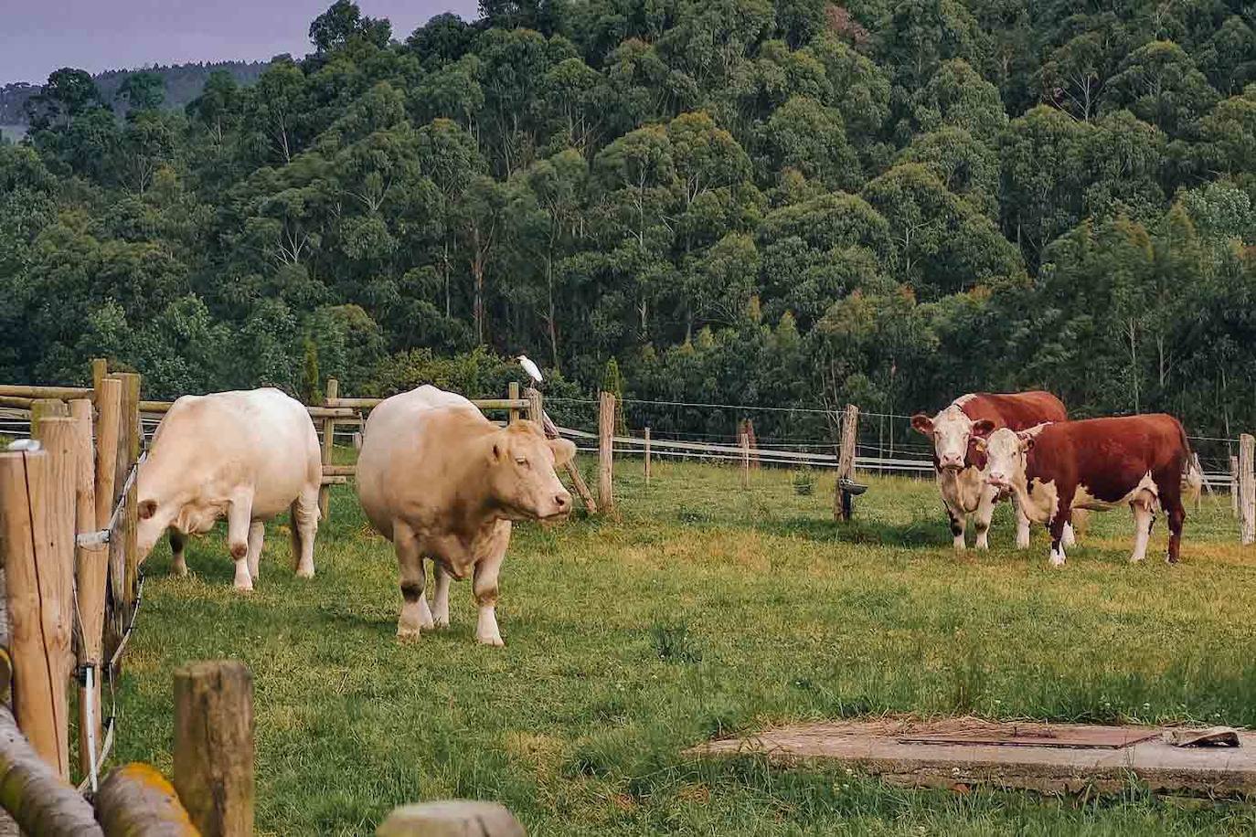 Algunas de las vacas de los Crespo.