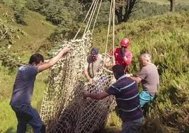 Los ganaderos y los operarios del 112 asturiano cargando la vaca para sacarla.