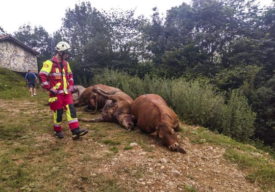 Algunos de los animales que los servicios de emergencia pudieron retirar ya ayer, muertos y con la lengua fuera por la falta de aire.