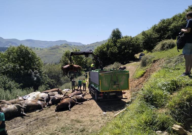 «Alguien ha cerrado dentro las vacas y ha echado la aldaba. Estamos arruinados»