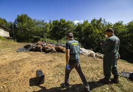 Guardias civiles inspeccionan el exterior de la cabaña donde fueron halladas las vacas.