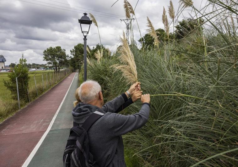 Una pareja que pasea por las inmediaciones del aeropuerto arranca flores de plumero.