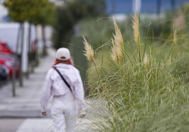 Cortaderia selloana floreciendo en la zona de Peñacastillo.