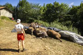 Agosto de 2023. Rubén Fernández observa los cadáveres de sus vacas, muertas por asfixia tras ser encerradas en una cabaña.