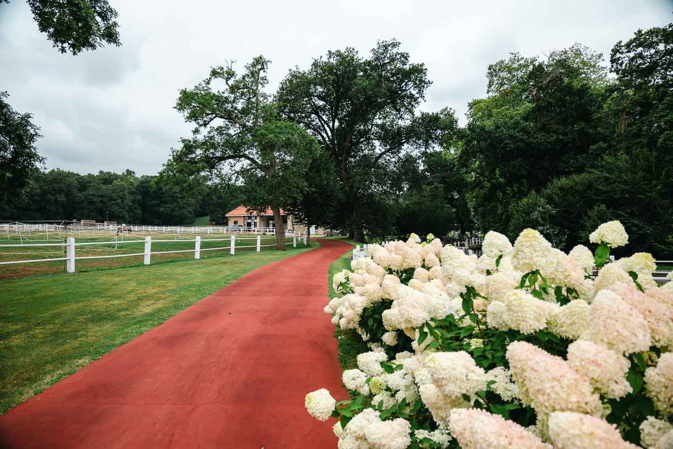 Macizo de hortensias en el camino hacia la zona de residencia del Palacio de Bustamante.