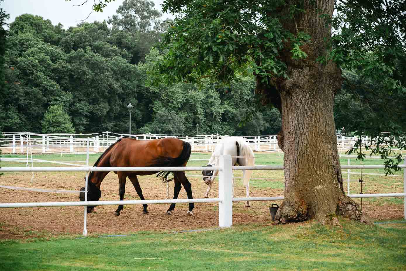 Dos de los caballos en pupilaje.