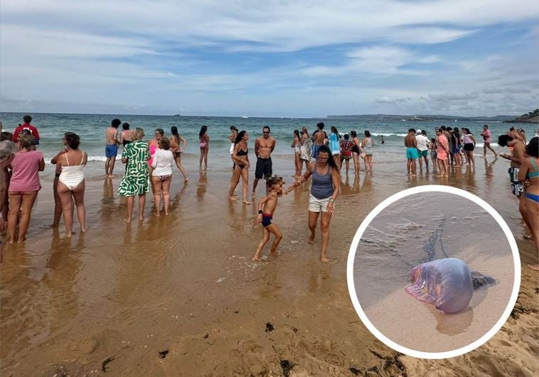 Una carabela portuguesa interrumpe el baño en El Sardinero