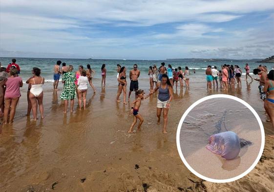 Una carabela portuguesa interrumpe el baño en El Sardinero