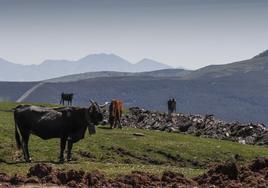 Unas vacas pacen en una finca situada frente a la sierra de El Escudo, donde se instalará el parque.