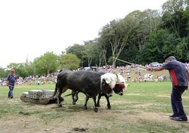 Una pareja de bueyes ante la atenta mirada del público de la campa del Palacio de Sobrellano.