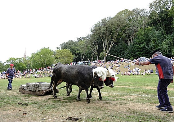 Una pareja de bueyes ante la atenta mirada del público de la campa del Palacio de Sobrellano.