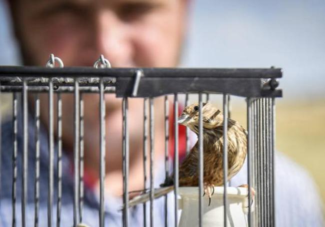 Debemos poner las jaulas de nuestros pájaros lejos de las corrientes.