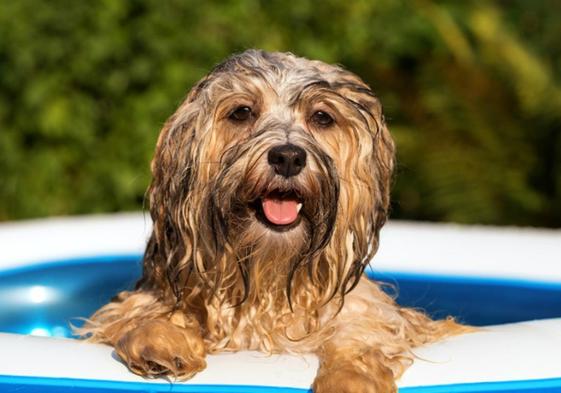 Imagen de archivo de un perro en verano.