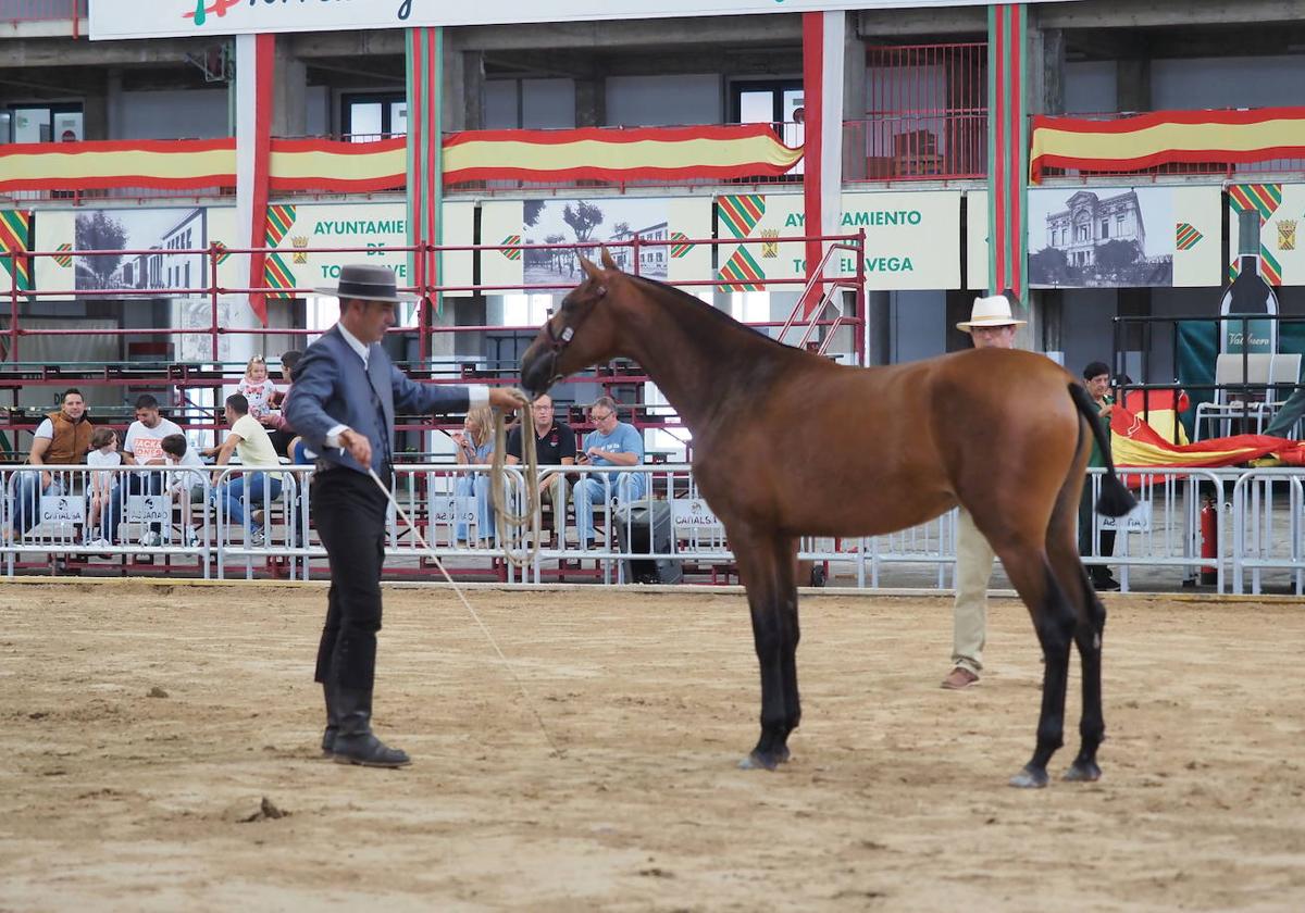 El Ferial acoge este fin de semana el tradicional concurso de caballos de pura raza española