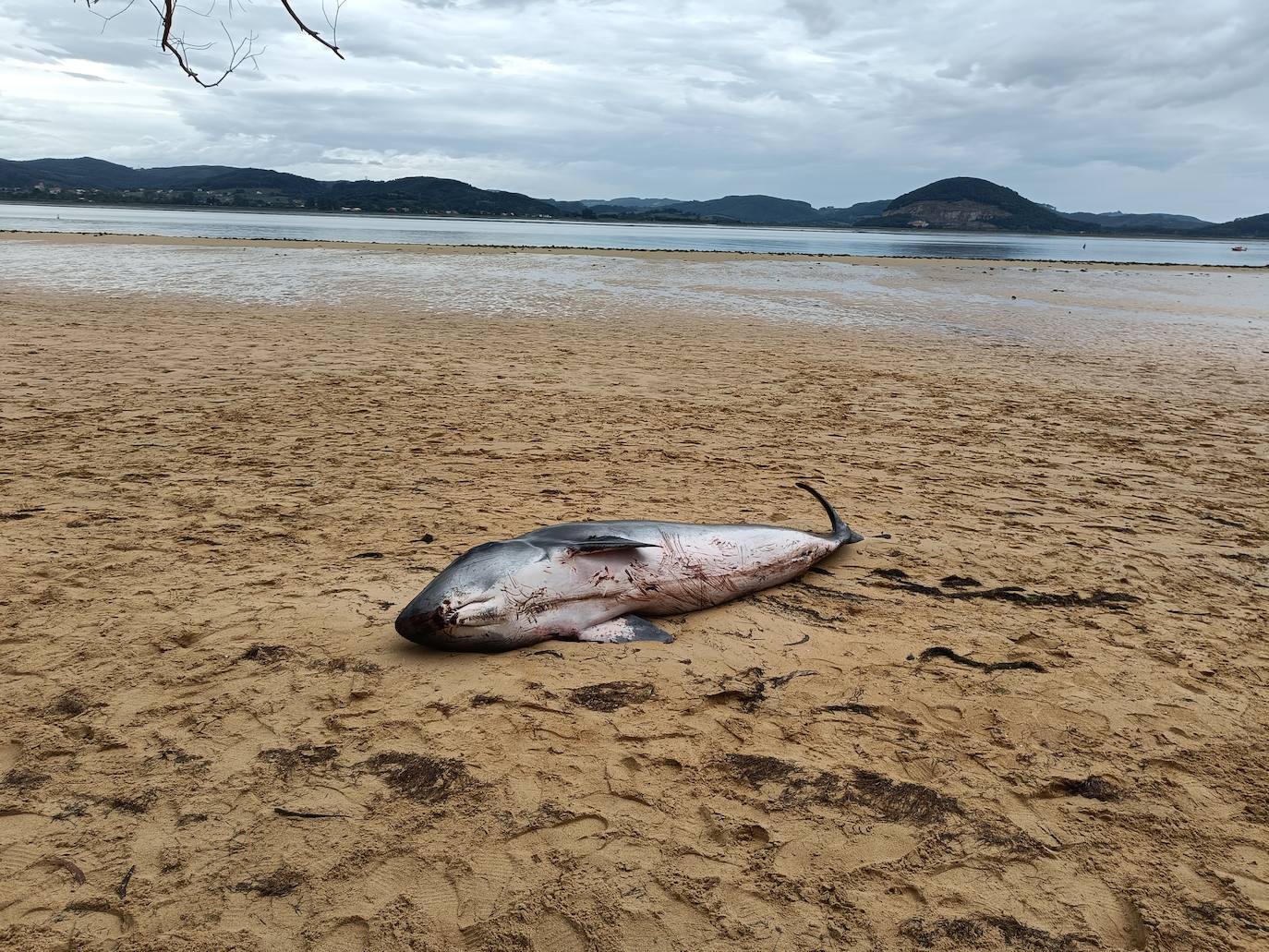 El ejemplar, una hembra, apareció este domingo por la mañana en la playa del Regatón de Laredo.