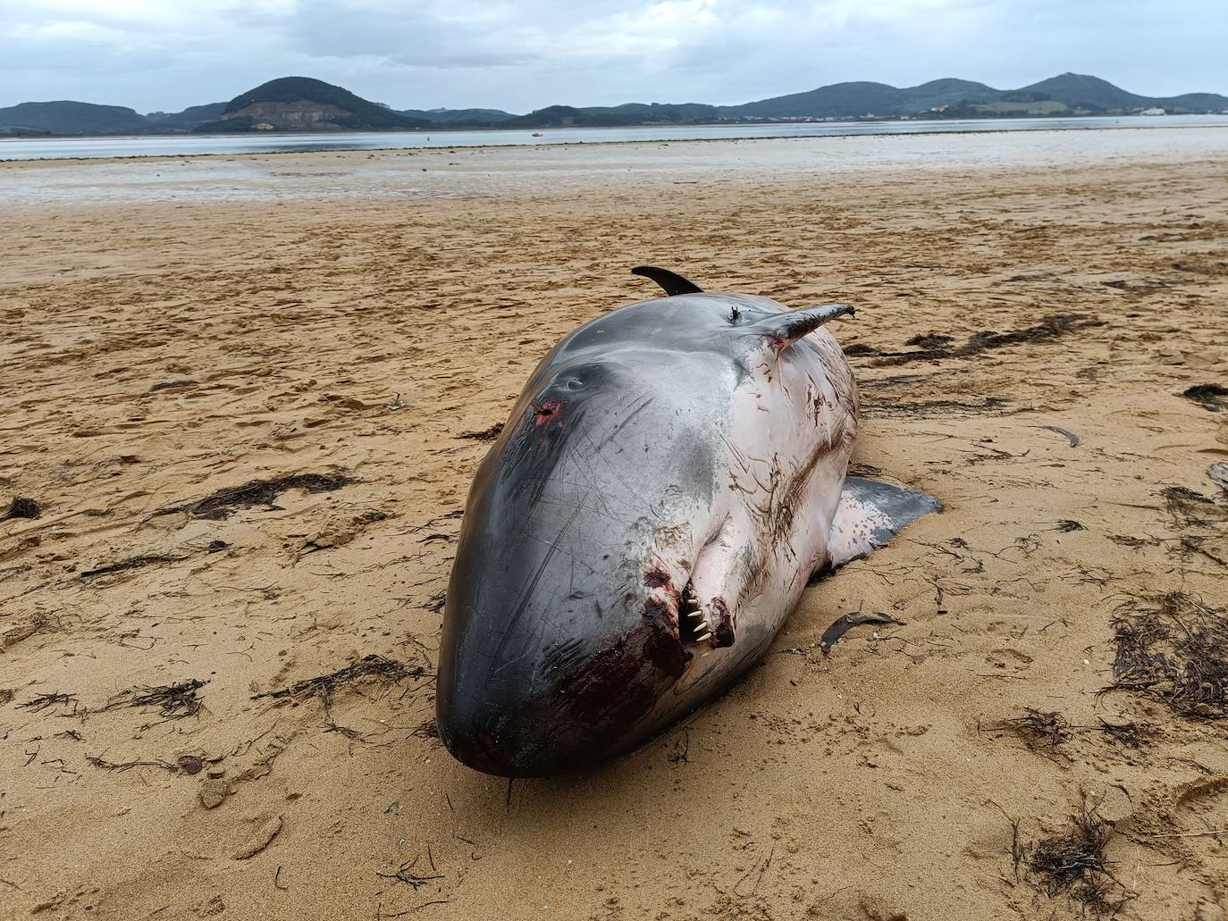 Como curiosidad, estos ejemplares suelen ser confundidos con un tiburón, pero son mamíferos.