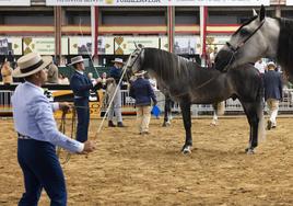 Así fue el concurso de pura raza española de Torrelavega