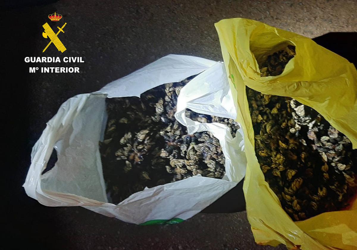 La Guardia Civil sorprende a dos furtivos en Oreña con 32 kilos de percebes