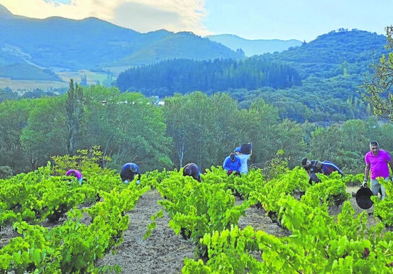 En Sierra del Oso han vendimiado hace unos días, con una recogida de uva de muy buena calidad, aunque algo más escasa en cantidad.