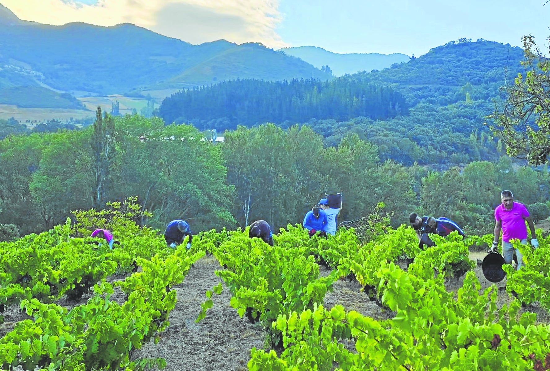 En Sierra del Oso han vendimiado hace unos días, con una recogida de uva de muy buena calidad, aunque algo más escasa en cantidad.