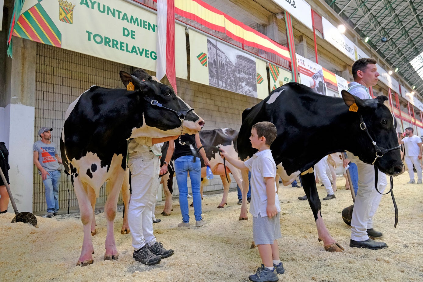 Un niño sujeta una de las vacas.