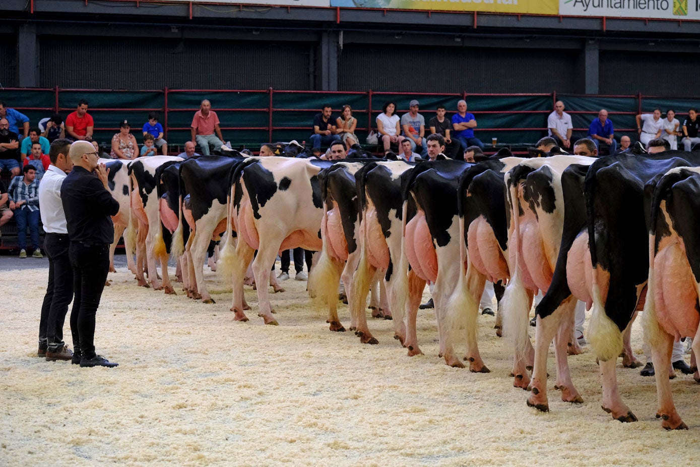 El juez, de blanco, examina una sección de vacas lecheras.