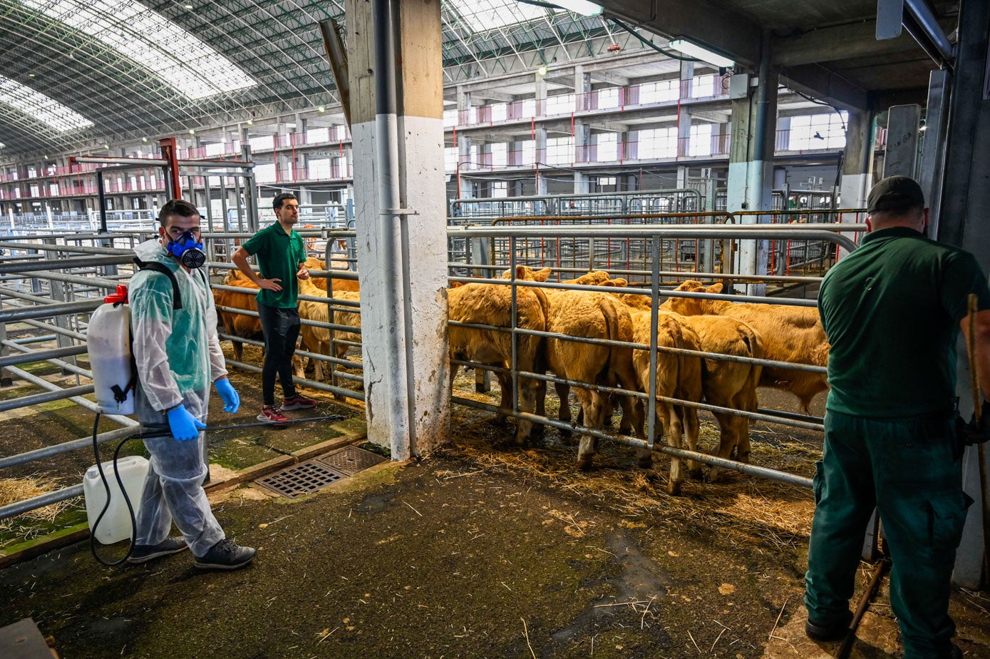 La feria de terneros de este martes estuvo concurrida.