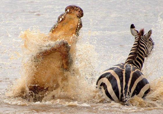 Imagen del documental 'Wild Covid, pandemia salvaje', dirigido por Regis Francisco López. Será la primera proyección de esta séptima edición.