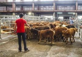 La juventud del medio rural se manifiesta este sábado por una ganadería sostenible