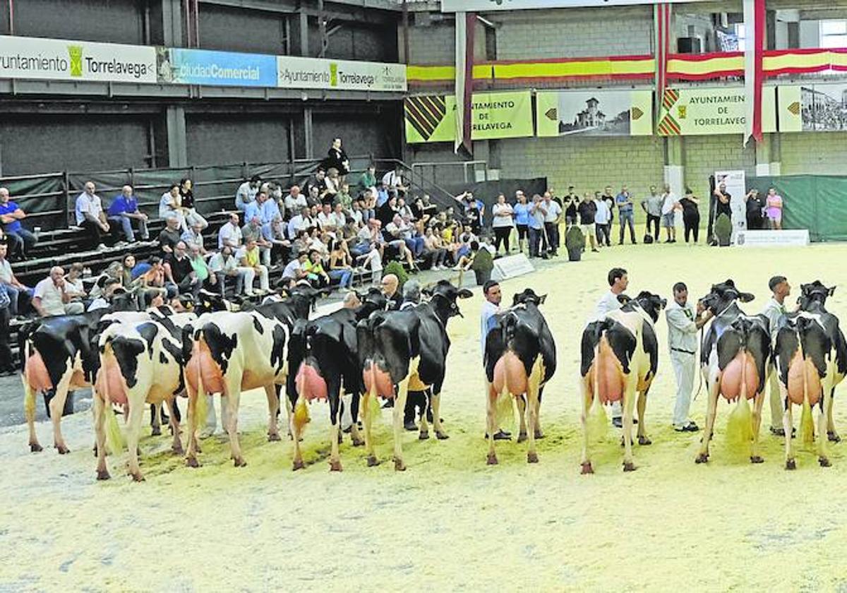 Los mejores ejemplares de la raza frisona, vacas, terneras y novillas, el pasado sábado en el Concurso regional de ganado vacuno frisón de Cantabria-XXVIIMemorial José Ruiz, organizado por AFCA y celebrado en el Mercado Nacional de Ganados de Torrelavega.