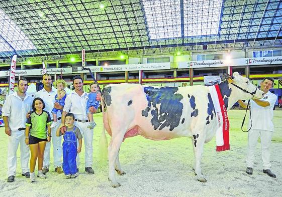 Los mejores ejemplares de la raza frisona, vacas, terneras y novillas, el pasado sábado en el Concurso regional de ganado vacuno frisón de Cantabria-XXVIIMemorial José Ruiz, organizado por AFCA y celebrado en el Mercado Nacional de Ganados de Torrelavega.