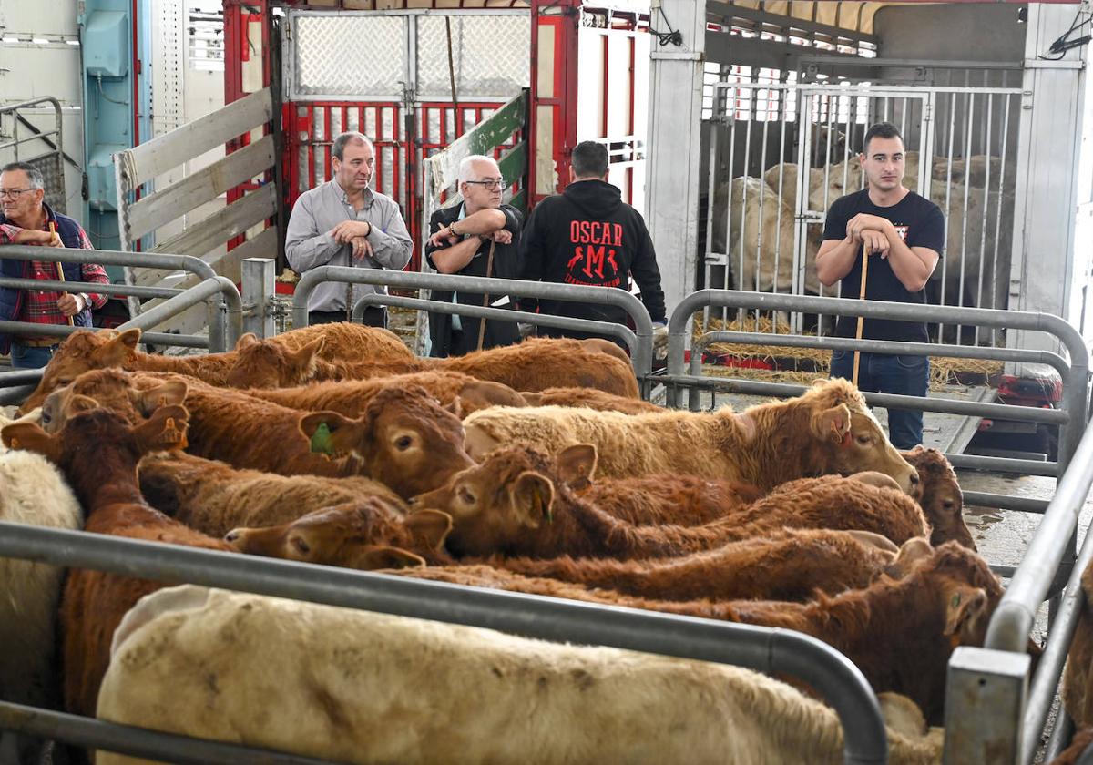 Imagen de la última feria de terneros del Mercado Nacional de Torrelavega, la semana pasada.