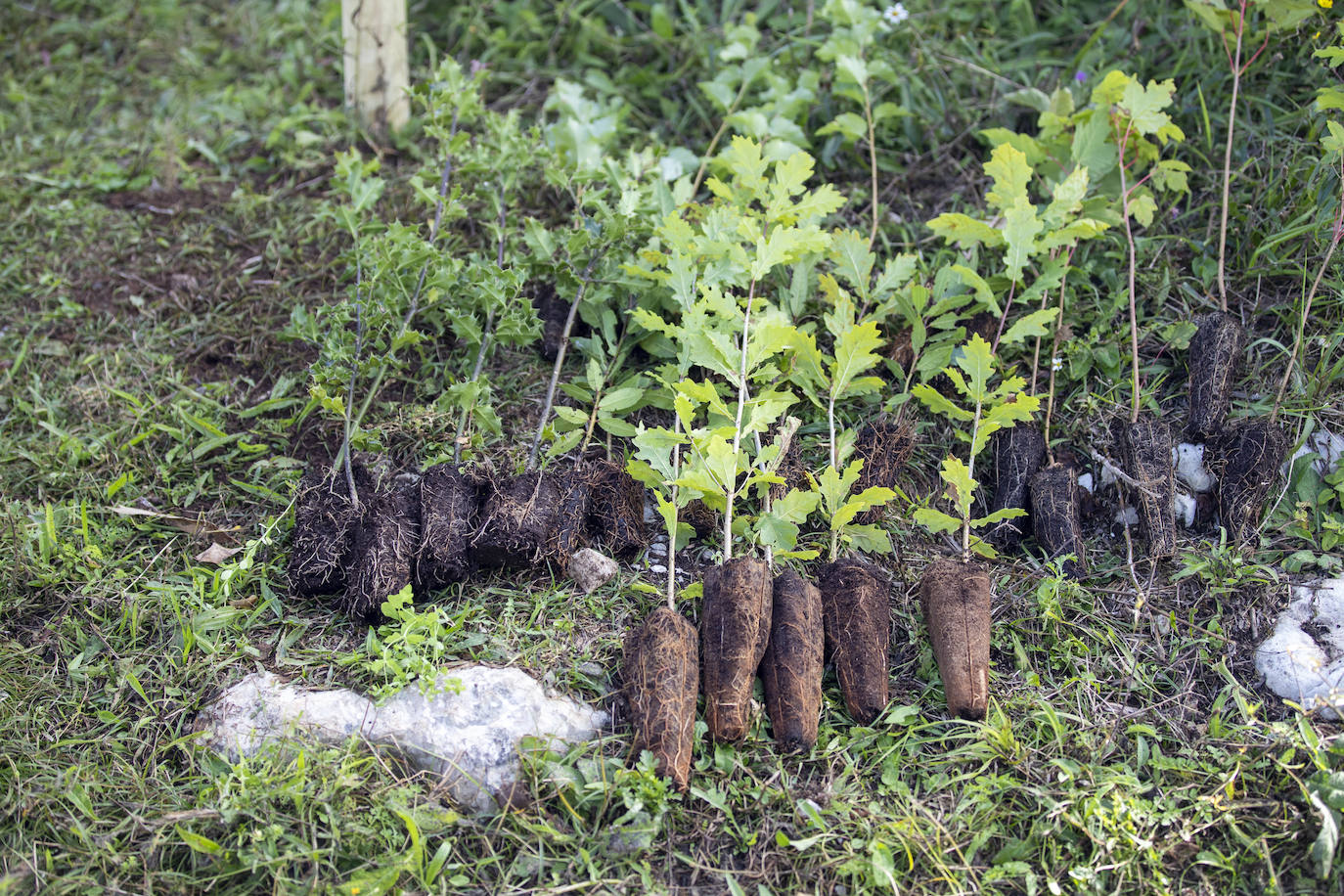 Acebos, fresnos, robles... El bosque contará con diversas especies autóctonas.