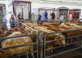 Cantabria suma 294 nuevos casos de enfermedad hemorrágica y la muerte de 32 vacas en dos días