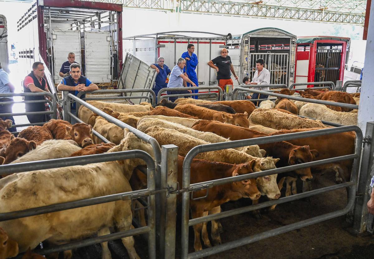 Cantabria suma 294 nuevos casos de enfermedad hemorrágica y la muerte de 32 vacas en dos días