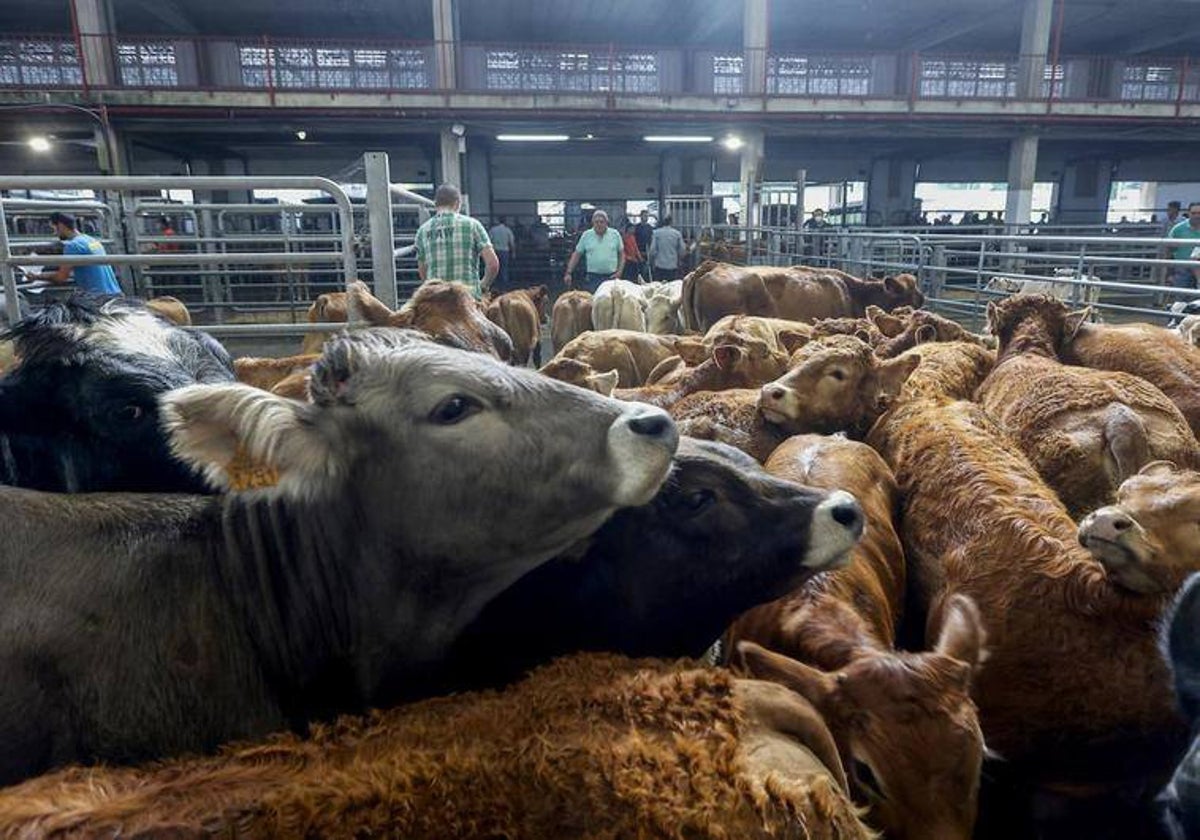 Imagen de archivo de una cabaña ganadera en el Mercado Nacional de Ganados.