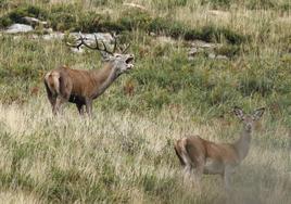 Un venado berra cerca de una hembra en la berrea del pasado año en un monte del Parque Natural Saja-Besaya.