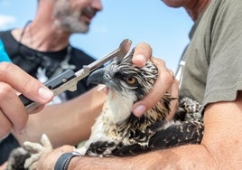 Uno de los pollos que fueron anillados en junio dentro del programa de reintroducción de la especie.