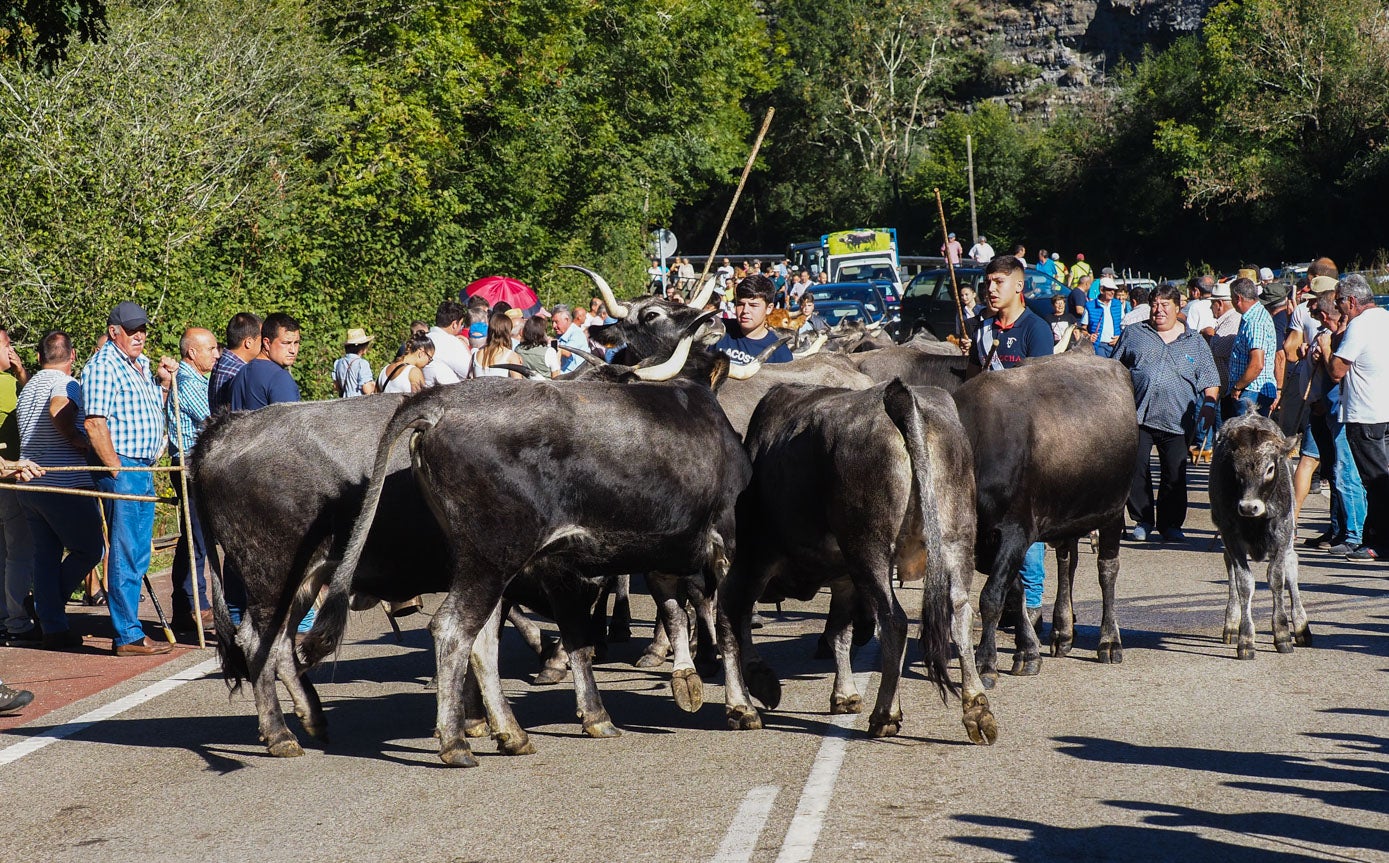 Un rebaño de vacas tudancas