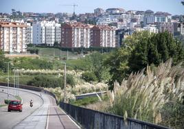 La vaguada de Las Llamas en Santander es un claro ejemplo de la proliferación del plumero en Cantabria.